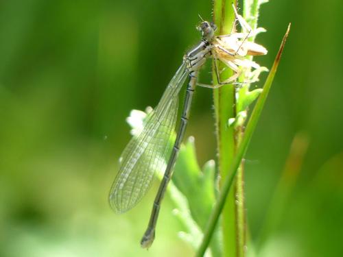 Coenagrion sp.